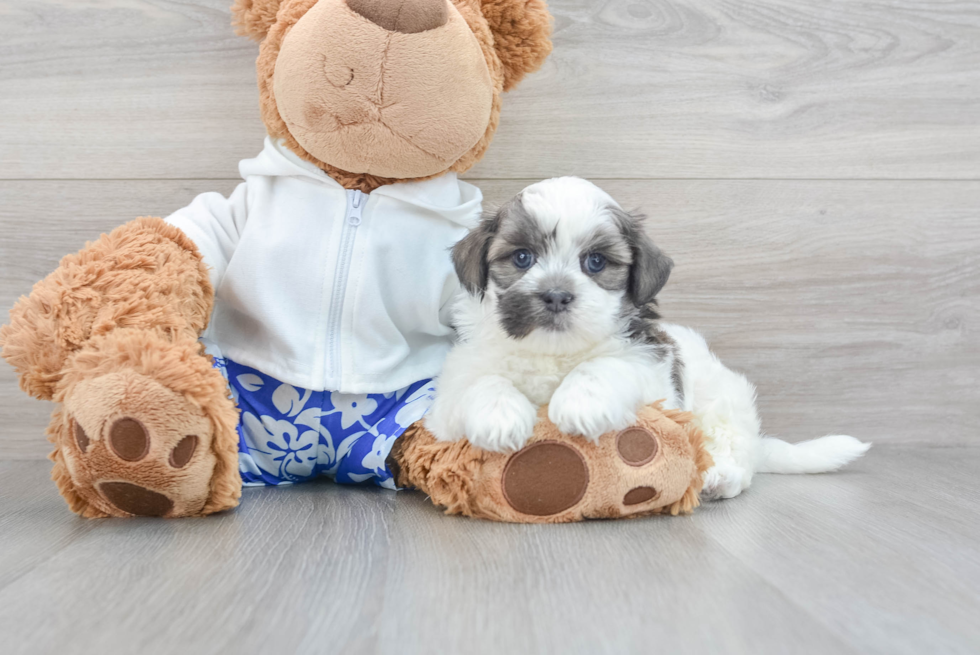 Teddy Bear Pup Being Cute