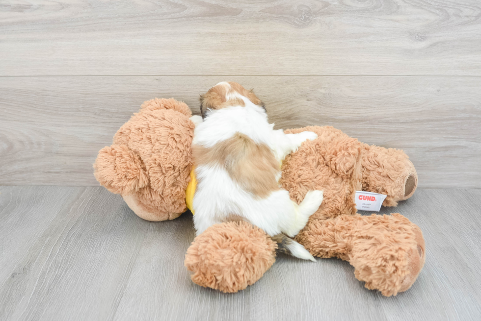 Funny Teddy Bear Designer Pup