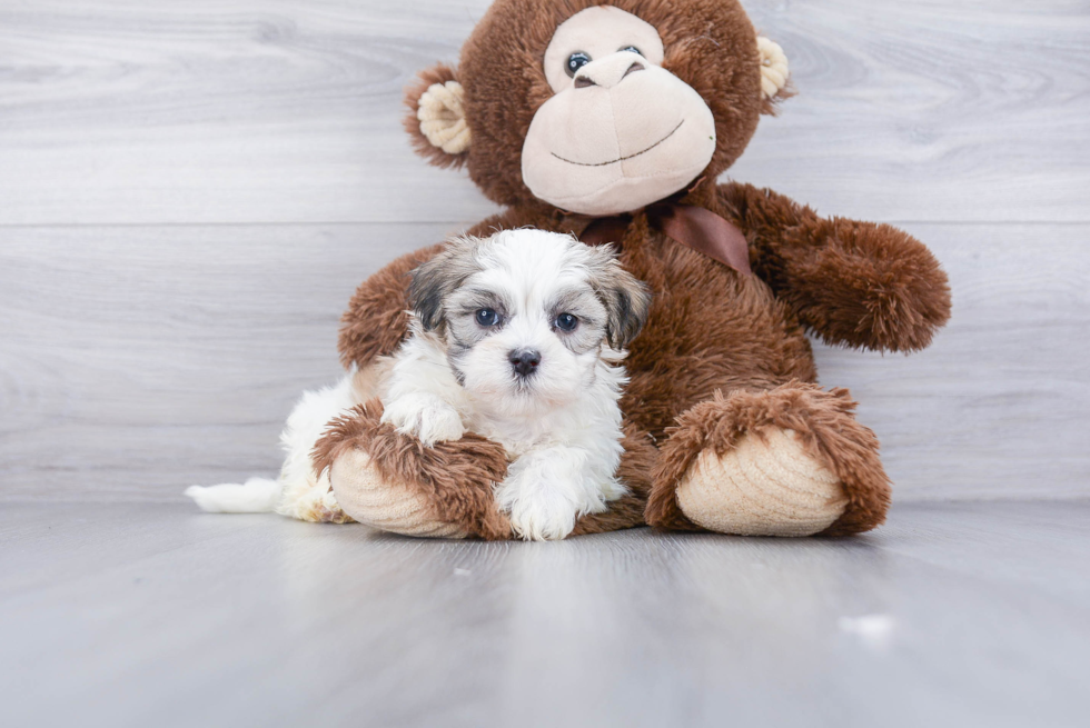 Happy Teddy Bear Baby