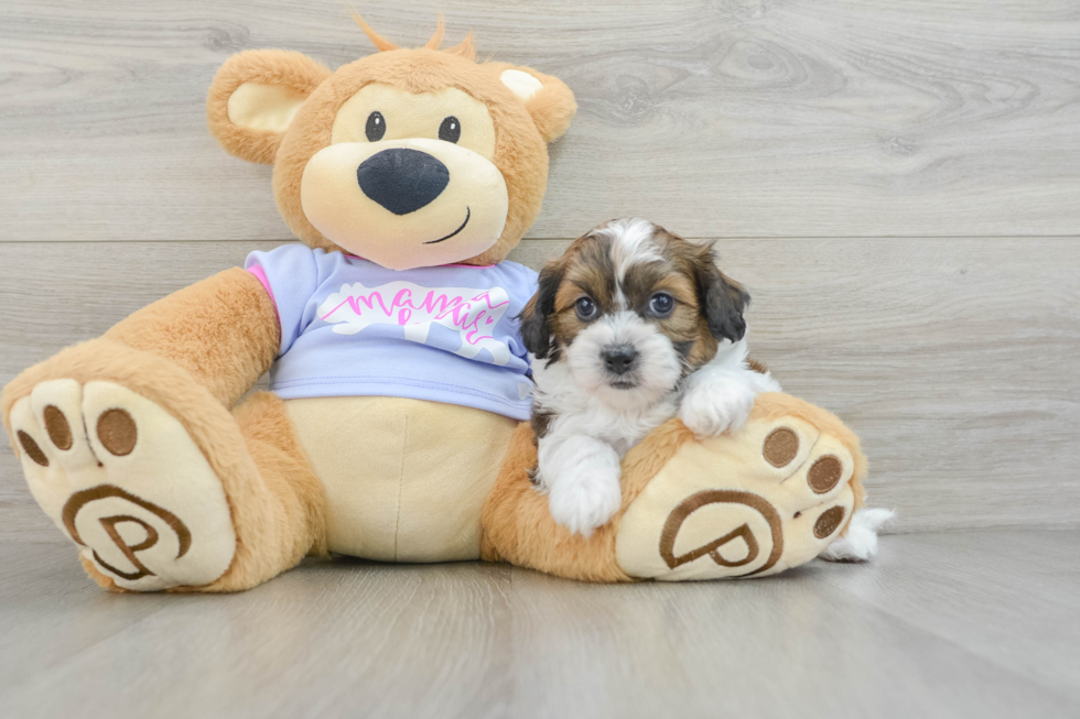 Best Teddy Bear Baby