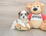 8 week old Teddy Bear Puppy For Sale - Premier Pups