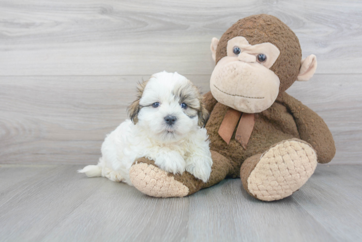 Smart Teddy Bear Designer Pup