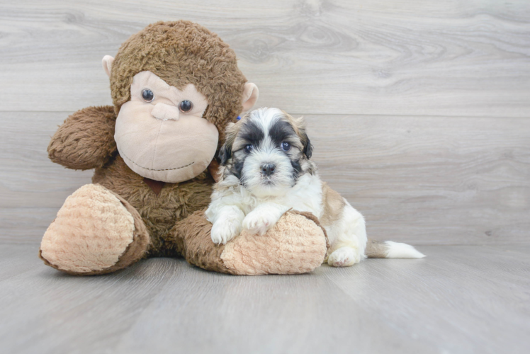 Cute Teddy Bear Designer Pup