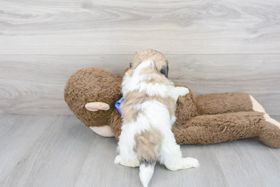 Best Teddy Bear Baby