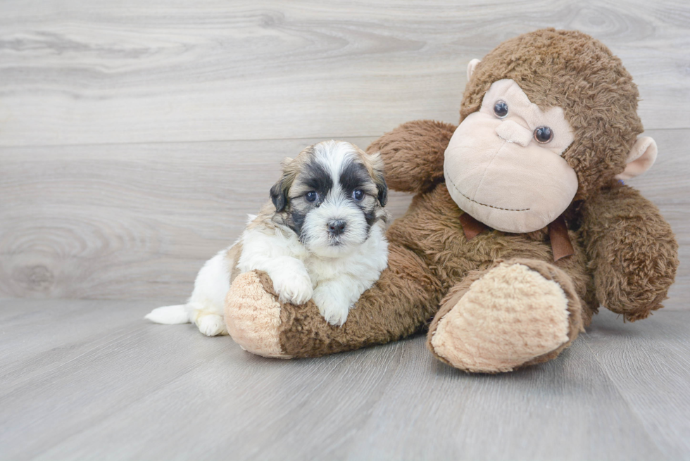 Cute Shi Chon Designer Puppy