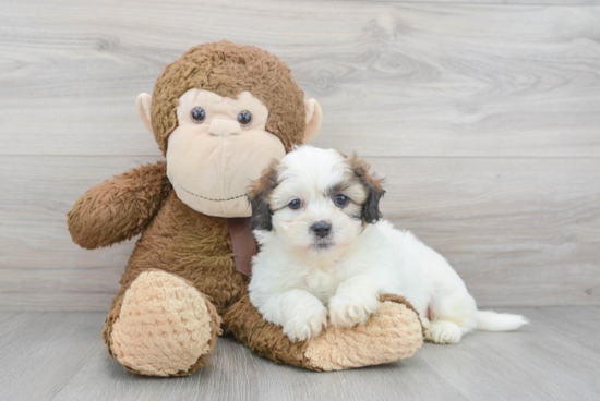 Happy Teddy Bear Baby