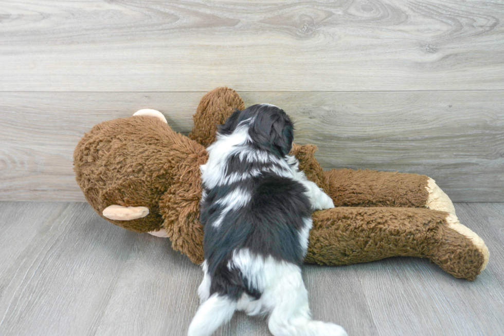 Teddy Bear Pup Being Cute