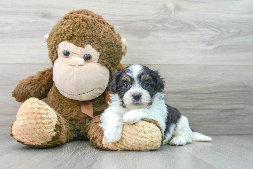 Best Teddy Bear Baby
