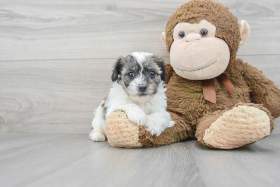 Teddy Bear Pup Being Cute