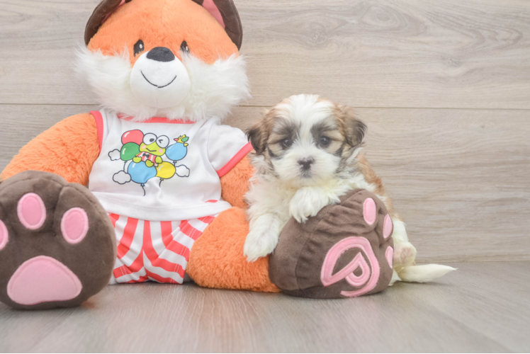 Teddy Bear Pup Being Cute