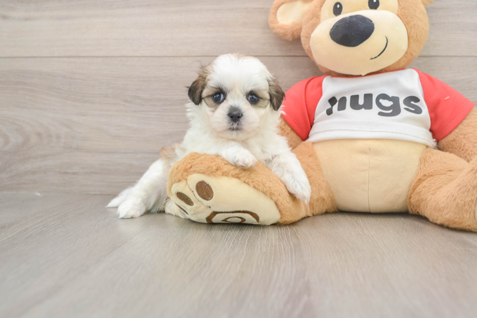 Best Teddy Bear Baby