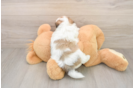 Funny Teddy Bear Designer Pup