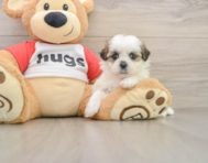 7 week old Teddy Bear Puppy For Sale - Premier Pups