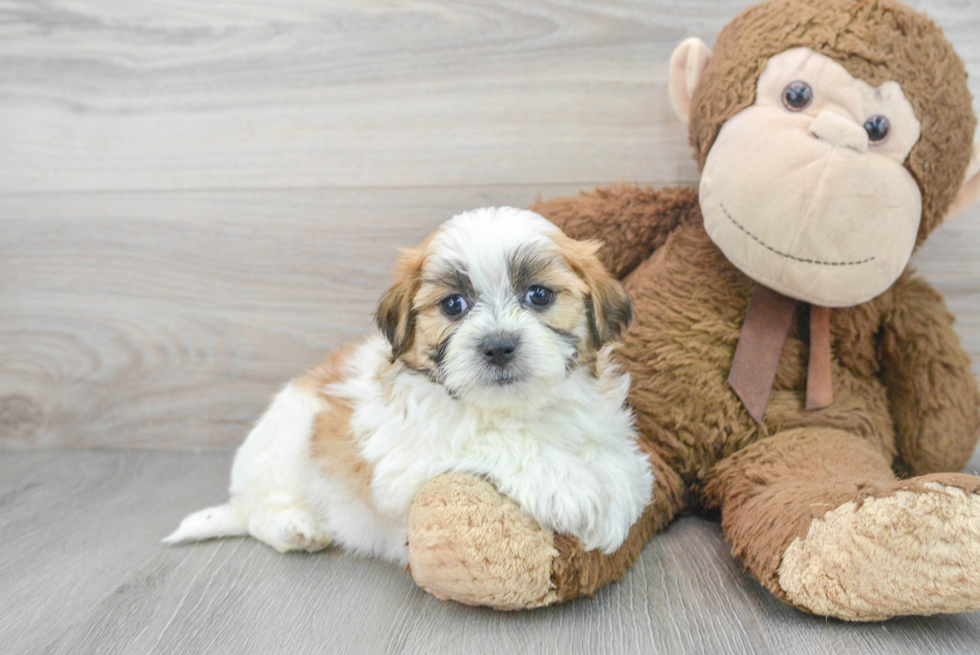 Teddy Bear Pup Being Cute