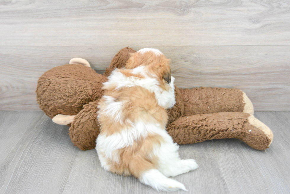 Teddy Bear Pup Being Cute