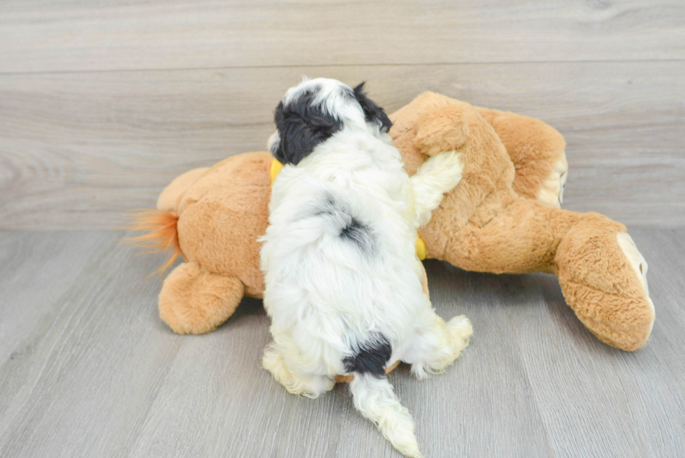 Friendly Teddy Bear Baby