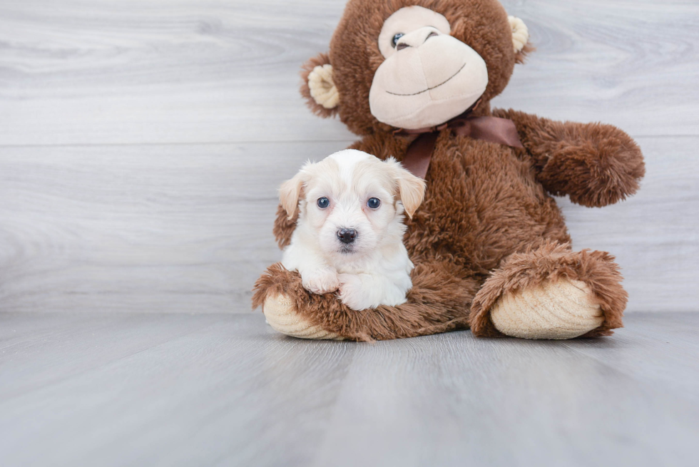 Happy Teddy Bear Baby