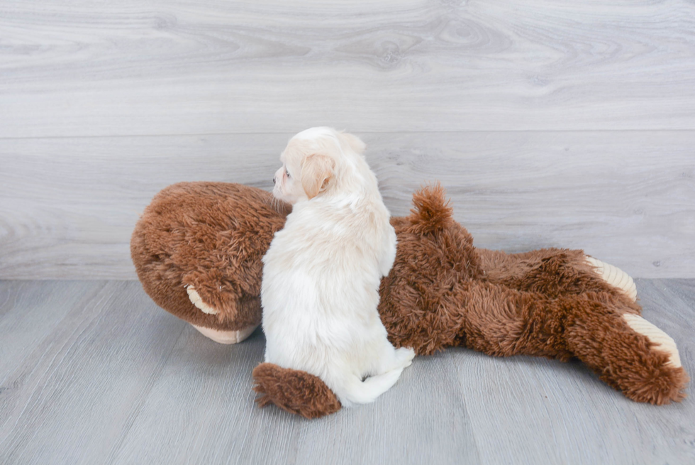 Smart Teddy Bear Designer Pup