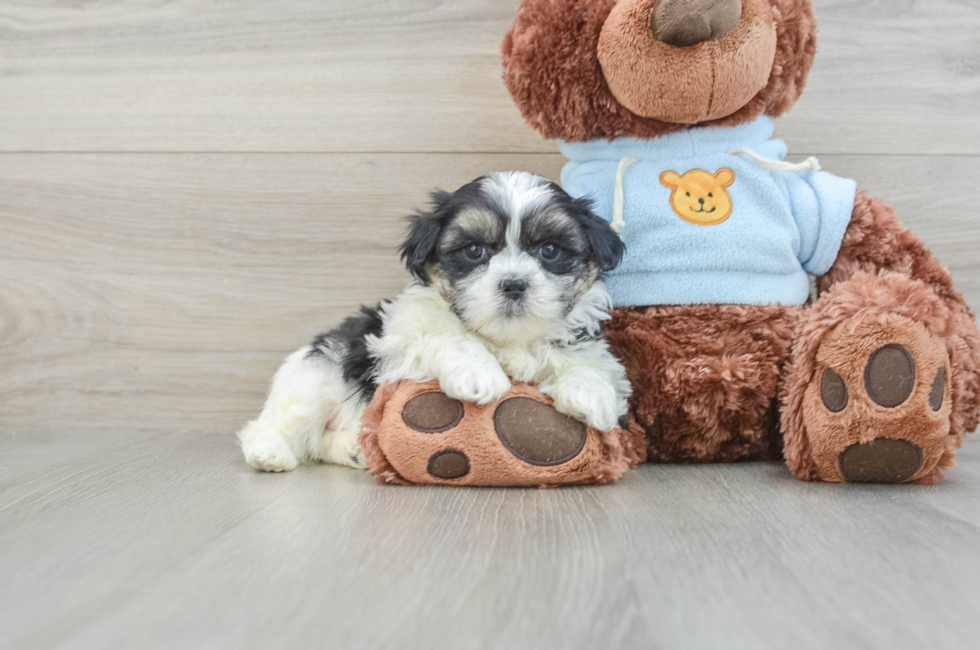 6 week old Teddy Bear Puppy For Sale - Premier Pups