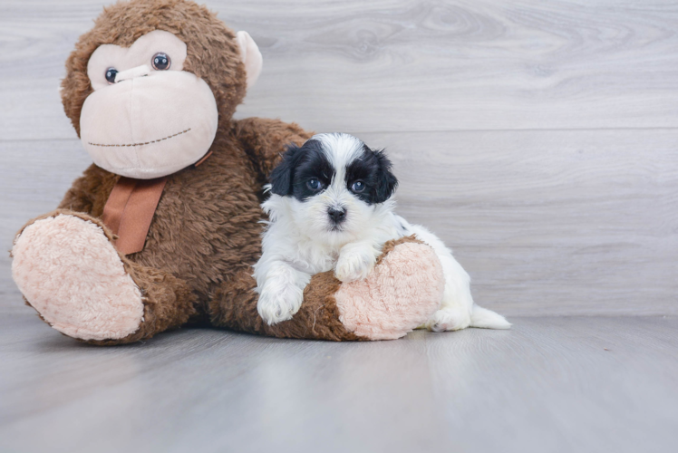 Happy Teddy Bear Baby