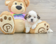 9 week old Teddy Bear Puppy For Sale - Premier Pups