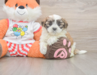7 week old Teddy Bear Puppy For Sale - Premier Pups