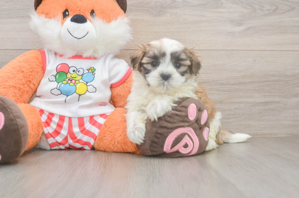 5 week old Teddy Bear Puppy For Sale - Premier Pups