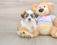 6 week old Teddy Bear Puppy For Sale - Premier Pups