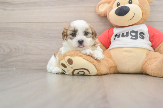 Cute Teddy Bear Baby