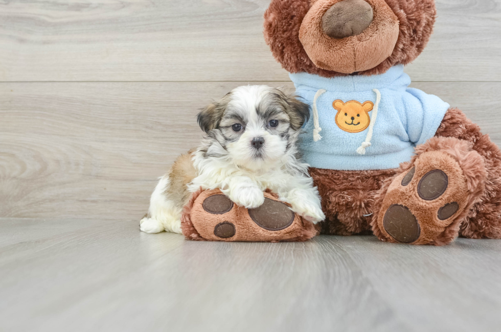 6 week old Teddy Bear Puppy For Sale - Premier Pups