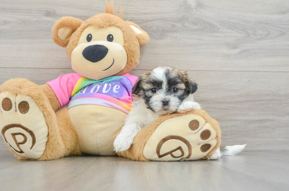 6 week old Teddy Bear Puppy For Sale - Premier Pups