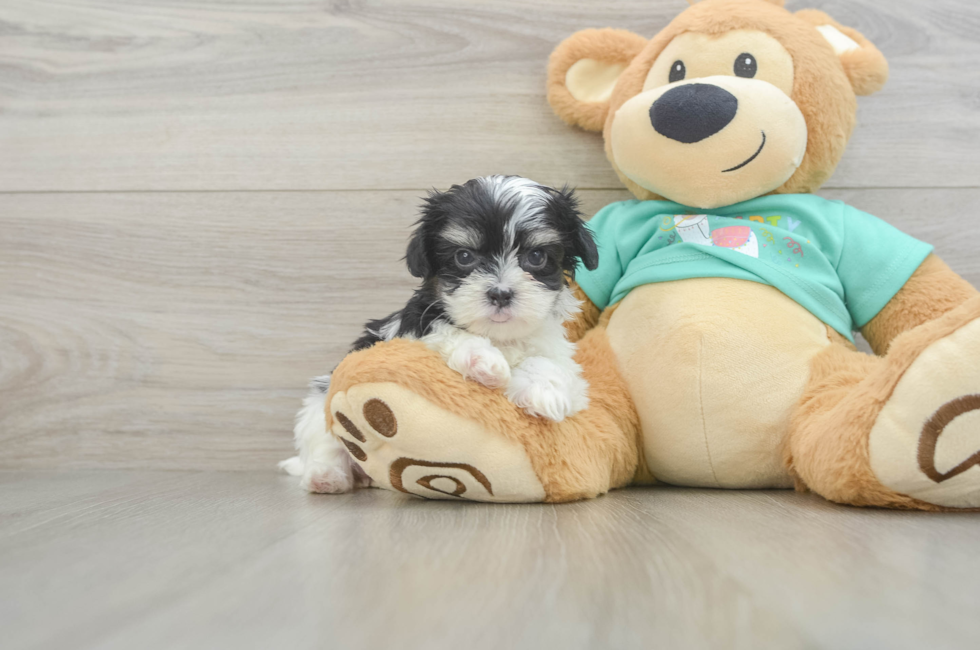 6 week old Teddy Bear Puppy For Sale - Premier Pups