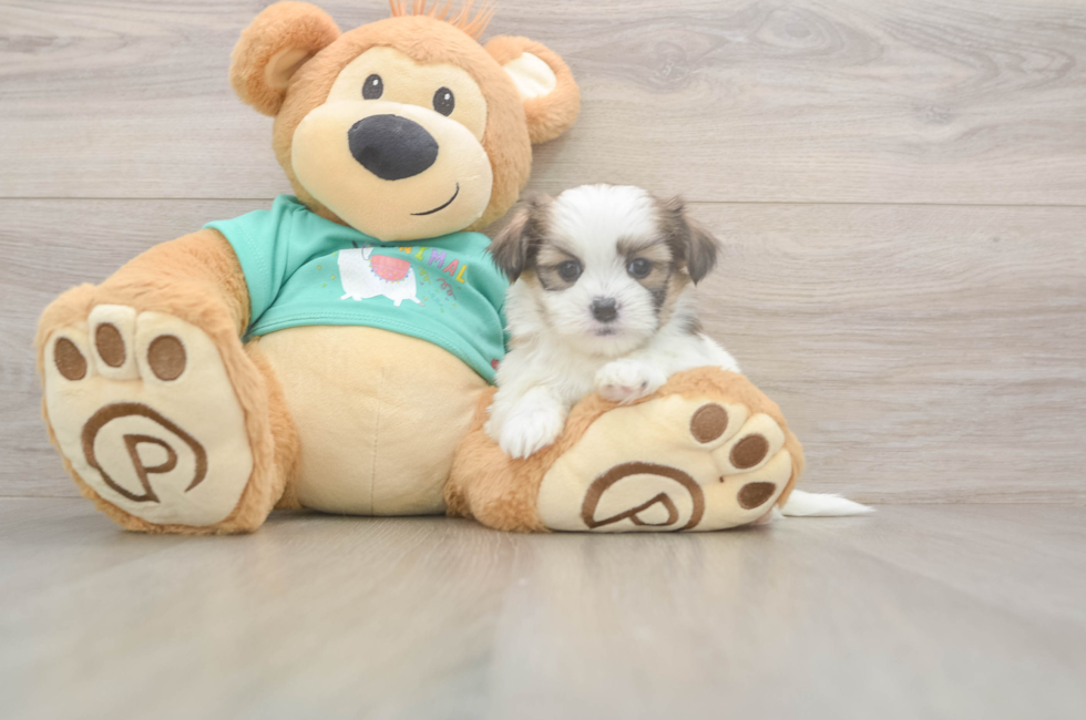 5 week old Teddy Bear Puppy For Sale - Premier Pups