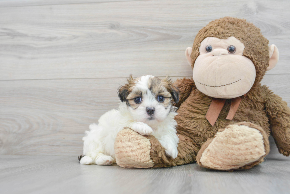 Teddy Bear Pup Being Cute