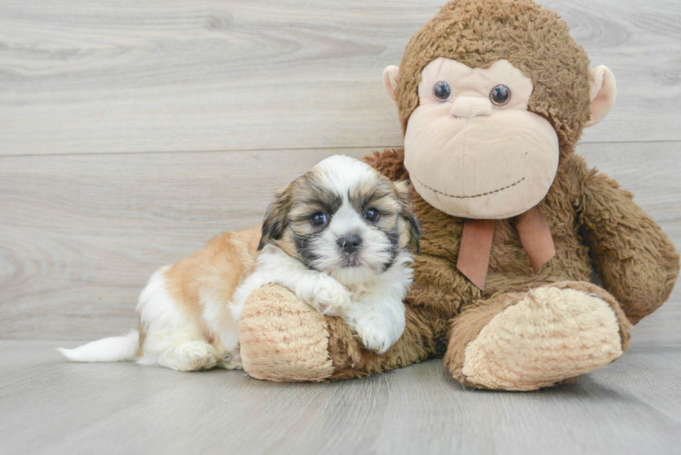Teddy Bear Puppy for Adoption