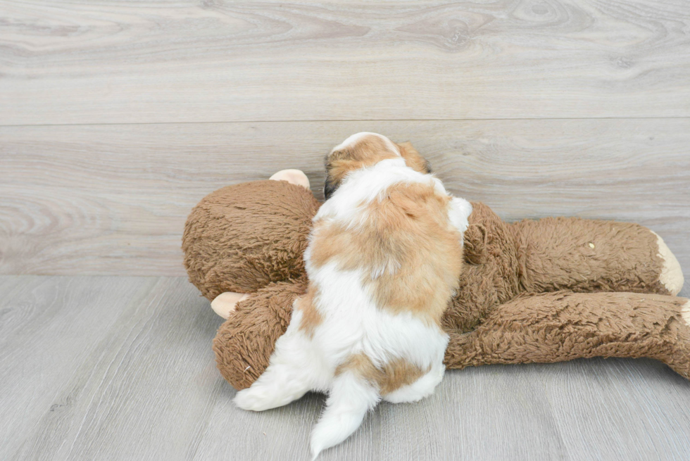 Best Teddy Bear Baby