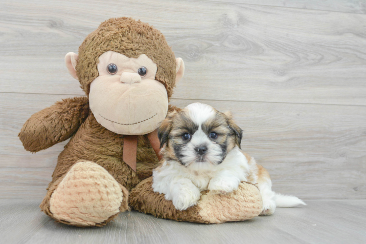 Sweet Teddy Bear Baby