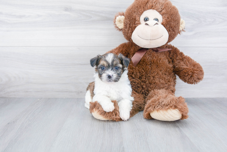 Adorable Shichon Designer Puppy