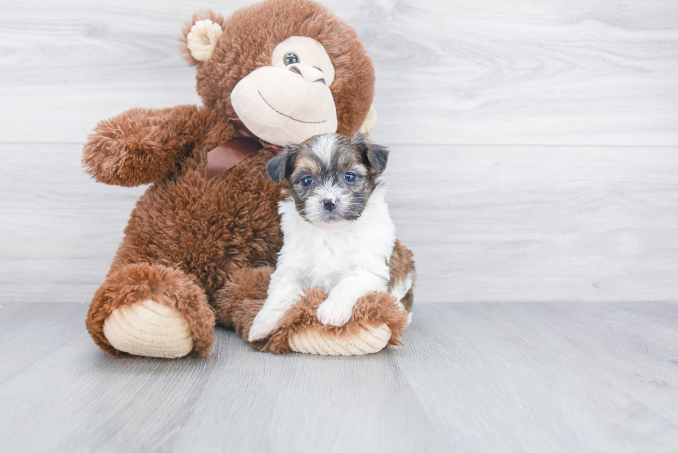 Fluffy Teddy Bear Designer Pup