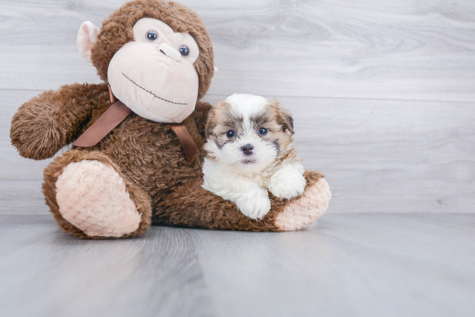 Energetic Shichon Designer Puppy