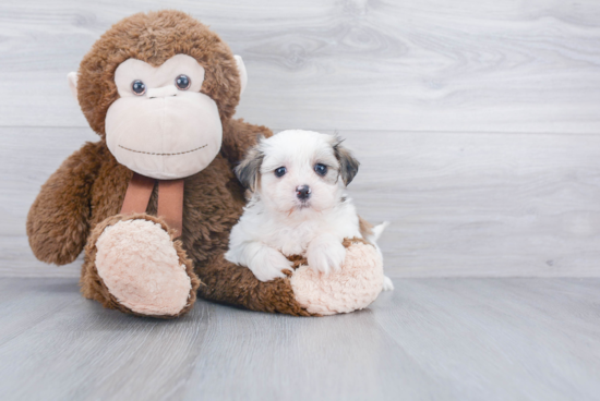 Teddy Bear Pup Being Cute