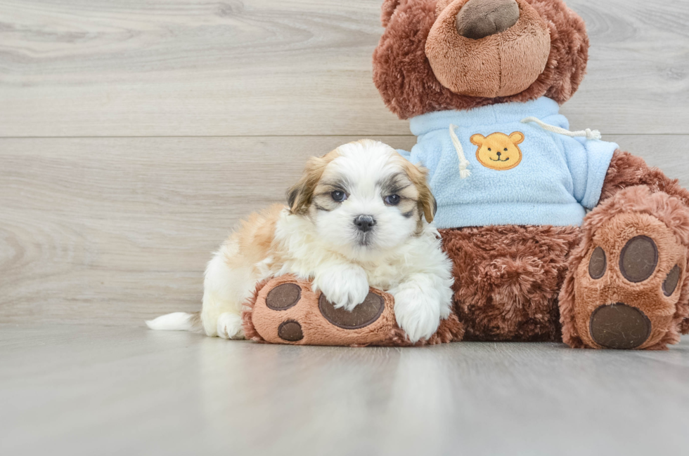 6 week old Teddy Bear Puppy For Sale - Premier Pups