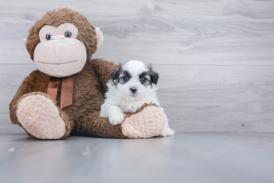 Teddy Bear Pup Being Cute