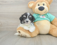 7 week old Teddy Bear Puppy For Sale - Premier Pups