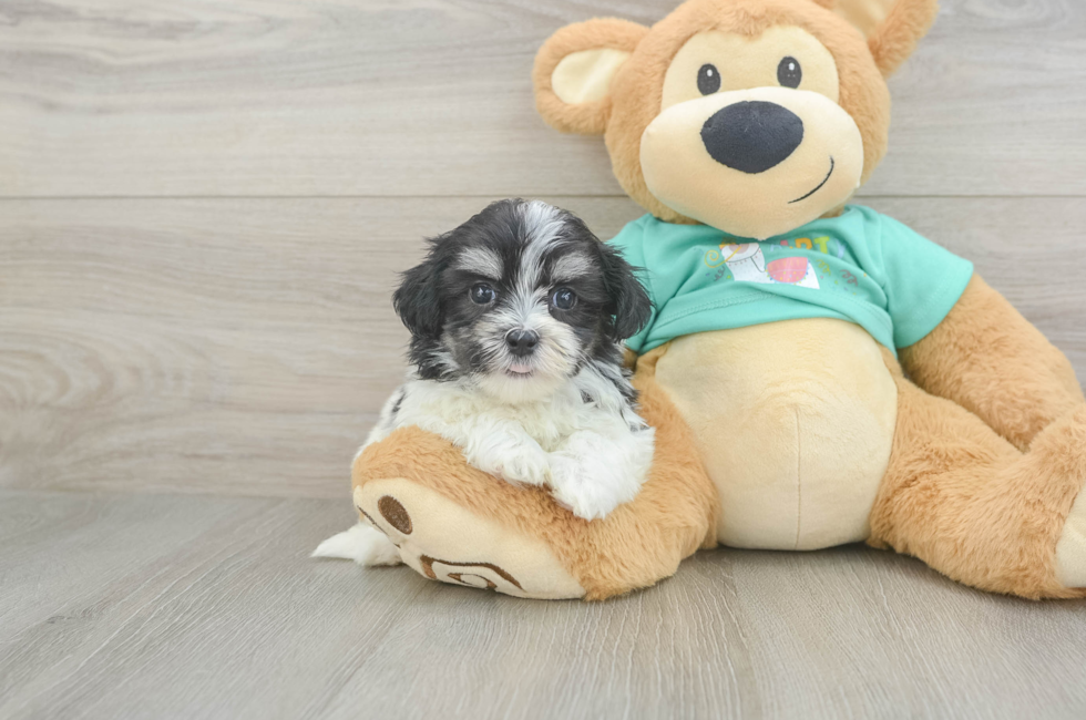 6 week old Teddy Bear Puppy For Sale - Premier Pups