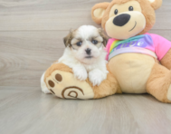 6 week old Teddy Bear Puppy For Sale - Premier Pups