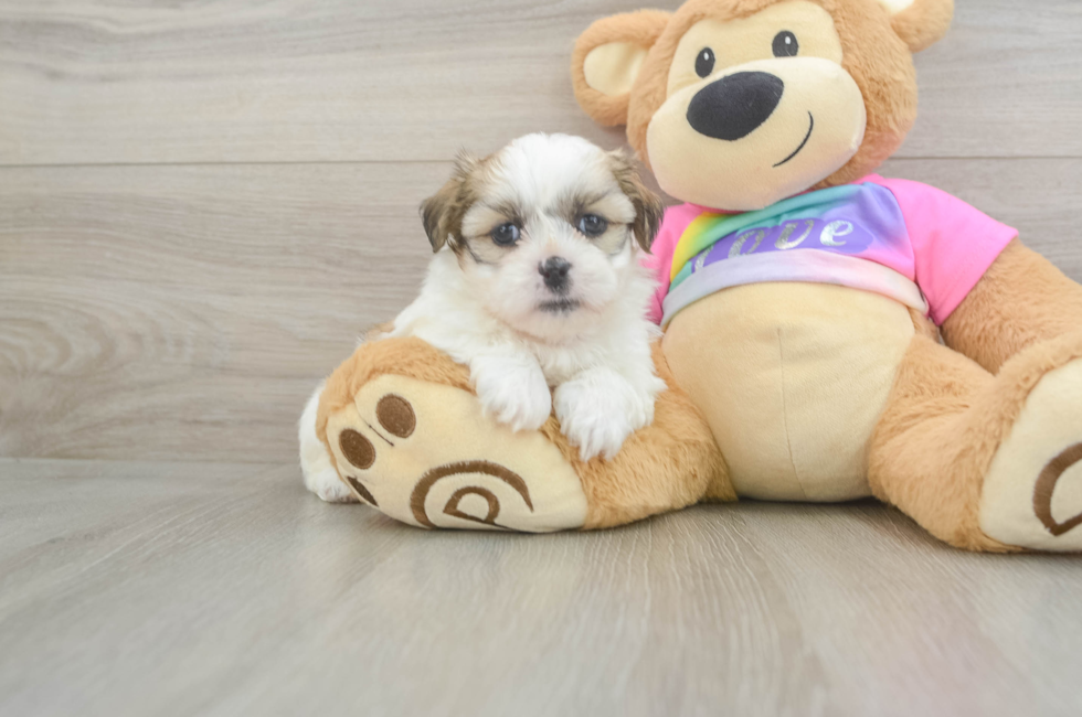 5 week old Teddy Bear Puppy For Sale - Premier Pups