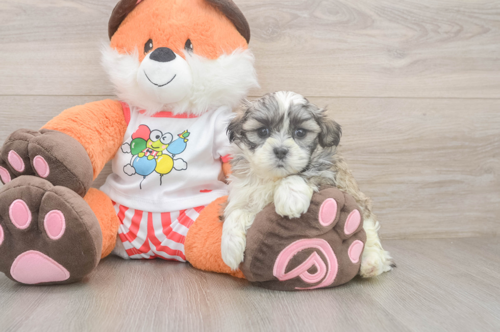 5 week old Teddy Bear Puppy For Sale - Premier Pups