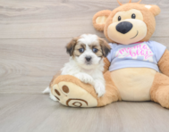 6 week old Teddy Bear Puppy For Sale - Premier Pups