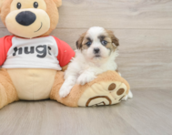 7 week old Teddy Bear Puppy For Sale - Premier Pups